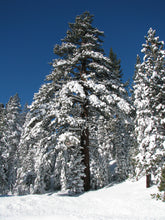 Load image into Gallery viewer, Jeffrey Pine | Medium Tree Seedling | The Jonsteen Company