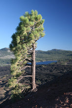 Load image into Gallery viewer, Jeffrey Pine | Small Tree Seedling | The Jonsteen Company