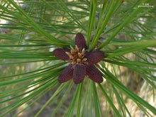 Load image into Gallery viewer, Jeffrey Pine | Small Tree Seedling | The Jonsteen Company