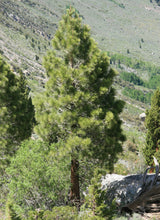 Load image into Gallery viewer, Jeffrey Pine | Small Tree Seedling | The Jonsteen Company