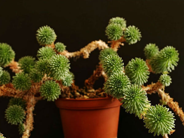 Bonsai Tree | Joshua Tree | The Jonsteen Company