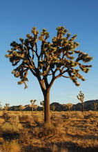 Load image into Gallery viewer, Joshua Tree | Medium Tree Seedling | The Jonsteen Company