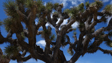 Load image into Gallery viewer, Joshua Tree | Medium Tree Seedling | The Jonsteen Company