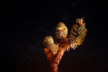 Load image into Gallery viewer, Joshua Tree | Medium Tree Seedling | The Jonsteen Company