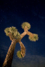 Load image into Gallery viewer, Joshua Tree | Medium Tree Seedling | The Jonsteen Company