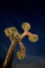 Load image into Gallery viewer, Joshua Tree | The Jonsteen Company