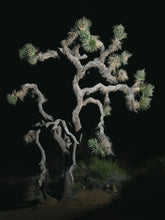 Load image into Gallery viewer, Joshua Tree | Medium Tree Seedling | The Jonsteen Company