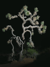 Load image into Gallery viewer, Joshua Tree | The Jonsteen Company