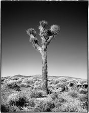 Load image into Gallery viewer, Joshua Tree | Medium Tree Seedling | The Jonsteen Company