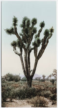 Load image into Gallery viewer, Joshua Tree | Medium Tree Seedling | The Jonsteen Company