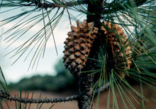 Load image into Gallery viewer, Knobcone Pine | Small Tree Seedling | The Jonsteen Company
