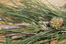 Load image into Gallery viewer, Knobcone Pine | Small Tree Seedling | The Jonsteen Company