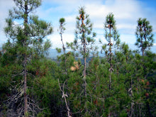 Load image into Gallery viewer, Knobcone Pine | Small Tree Seedling | The Jonsteen Company