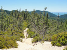 Load image into Gallery viewer, Knobcone Pine | Small Tree Seedling | The Jonsteen Company