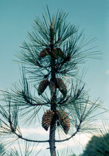 Load image into Gallery viewer, Knobcone Pine | Small Tree Seedling | The Jonsteen Company