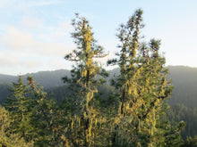 Load image into Gallery viewer, Knobcone Pine | Small Tree Seedling | The Jonsteen Company