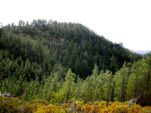 Load image into Gallery viewer, Knobcone Pine | Small Tree Seedling | The Jonsteen Company