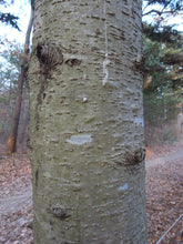 Load image into Gallery viewer, Korean Fir | Small Tree Seedling | The Jonsteen Company