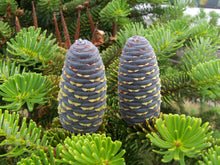 Load image into Gallery viewer, Korean Fir | Small Tree Seedling | The Jonsteen Company