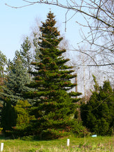 Load image into Gallery viewer, Korean Fir | Small Tree Seedling | The Jonsteen Company