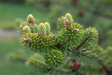 Load image into Gallery viewer, Korean Fir | Small Tree Seedling | The Jonsteen Company