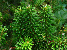 Load image into Gallery viewer, Korean Fir | Small Tree Seedling | The Jonsteen Company
