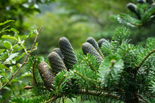 Load image into Gallery viewer, Korean Fir | Small Tree Seedling | The Jonsteen Company
