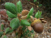 Load image into Gallery viewer, Leather Oak | Medium Tree Seedling | The Jonsteen Company