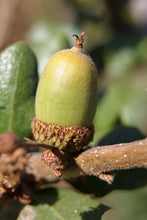 Load image into Gallery viewer, Leather Oak | Medium Tree Seedling | The Jonsteen Company