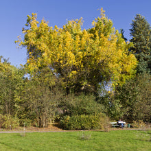 Load image into Gallery viewer, Little Walnut | Medium Tree Seedling | The Jonsteen Company