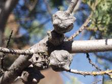 Load image into Gallery viewer, MacNab Cypress | Small Tree Seedling
