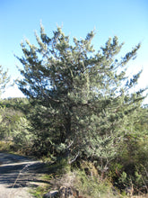 Load image into Gallery viewer, MacNab Cypress | Small Tree Seedling