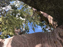 Load image into Gallery viewer, Pacific Madrone | Small Tree Seedling | The Jonsteen Company