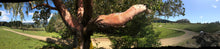 Load image into Gallery viewer, Pacific Madrone | Small Tree Seedling | The Jonsteen Company