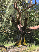 Load image into Gallery viewer, Pacific Madrone | Small Tree Seedling | The Jonsteen Company
