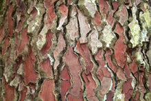 Load image into Gallery viewer, Maritime Pine | Medium Tree Seedling | The Jonsteen Company