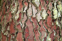 Load image into Gallery viewer, Maritime Pine | Bulk Nursery Lots | The Jonsteen Company