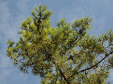 Load image into Gallery viewer, Maritime Pine | Medium Tree Seedling | The Jonsteen Company