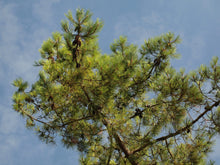 Load image into Gallery viewer, Maritime Pine | Medium Tree Seedling | The Jonsteen Company