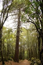 Load image into Gallery viewer, Maritime Pine | Medium Tree Seedling | The Jonsteen Company