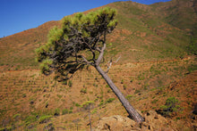 Load image into Gallery viewer, Maritime Pine | Medium Tree Seedling | The Jonsteen Company
