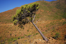 Load image into Gallery viewer, Maritime Pine | Medium Tree Seedling | The Jonsteen Company
