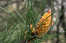 Load image into Gallery viewer, Maritime Pine | Medium Tree Seedling | The Jonsteen Company