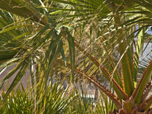 Load image into Gallery viewer, Mexican Fan Palm | Mini-Grow Kit | The Jonsteen Company