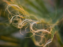 Load image into Gallery viewer, Mexican Fan Palm | Mini-Grow Kit | The Jonsteen Company