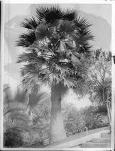 Load image into Gallery viewer, Mexican Fan Palm | Mini-Grow Kit | The Jonsteen Company