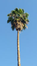 Load image into Gallery viewer, Mexican Fan Palm | Mini-Grow Kit | The Jonsteen Company