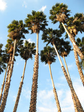 Load image into Gallery viewer, Mexican Fan Palm | Mini-Grow Kit | The Jonsteen Company