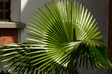 Load image into Gallery viewer, Mexican Fan Palm | Mini-Grow Kit | The Jonsteen Company
