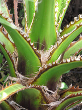 Load image into Gallery viewer, Mexican Fan Palm | Mini-Grow Kit | The Jonsteen Company